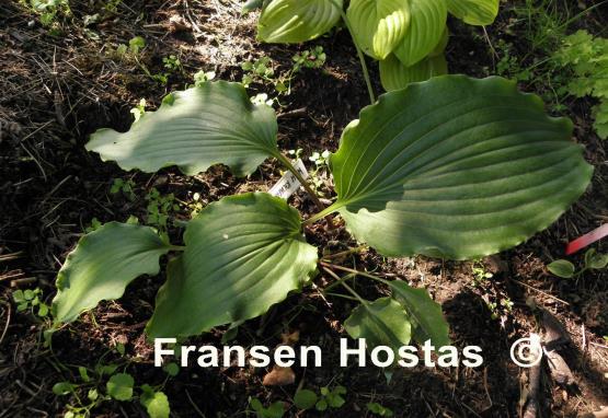 Hosta High Kicker